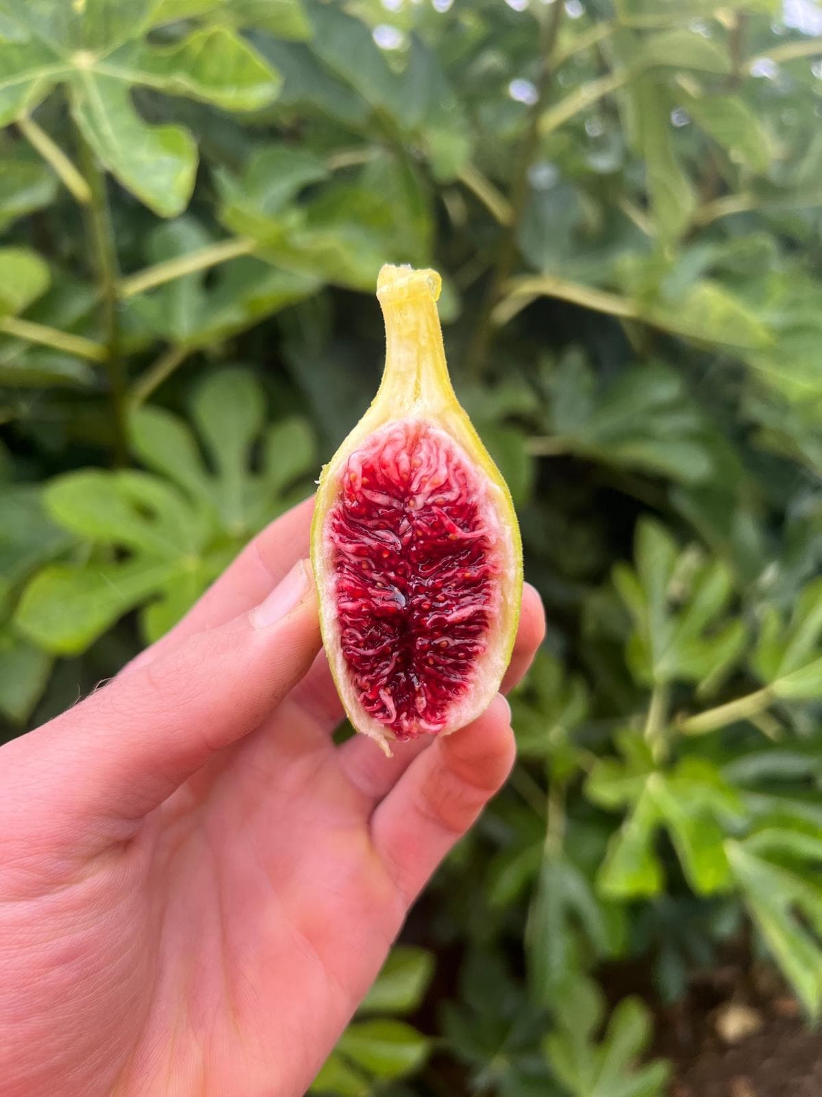 Pick Your Own Figs in Wombat: A Seasonal Harvest Adventure in New South Wales