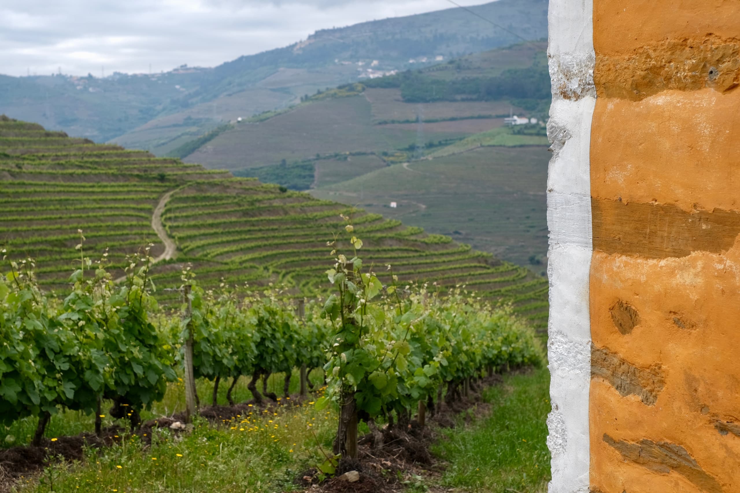 Vineyard terraces at Quinta do Vallado in Douro Valley