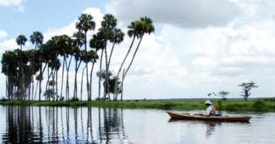 Solo canoe gliding by palm trees on reflective Florida water
