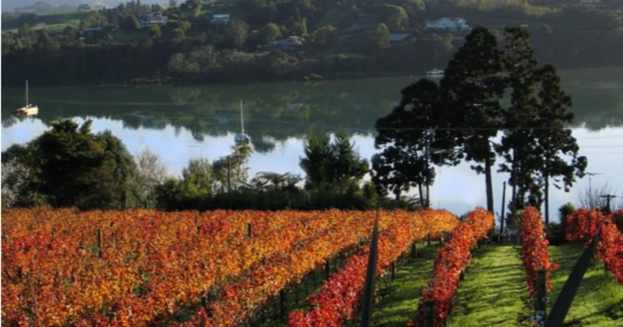 Matakana Wine & Dine Experience with TIME Unlimited Tours