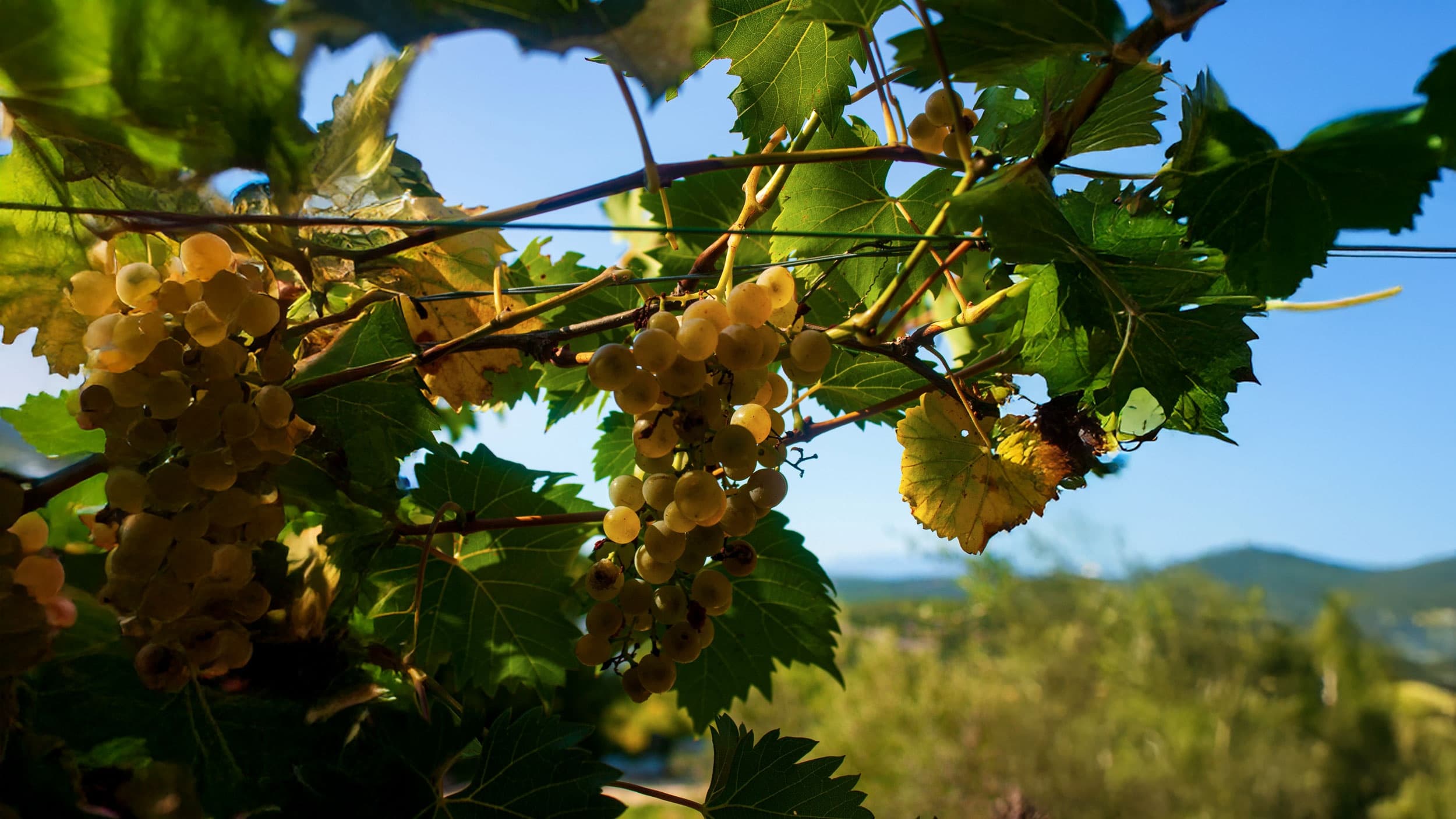 Land Adventures with Into The Wild Madeira: Vineyard Safari in Madeira