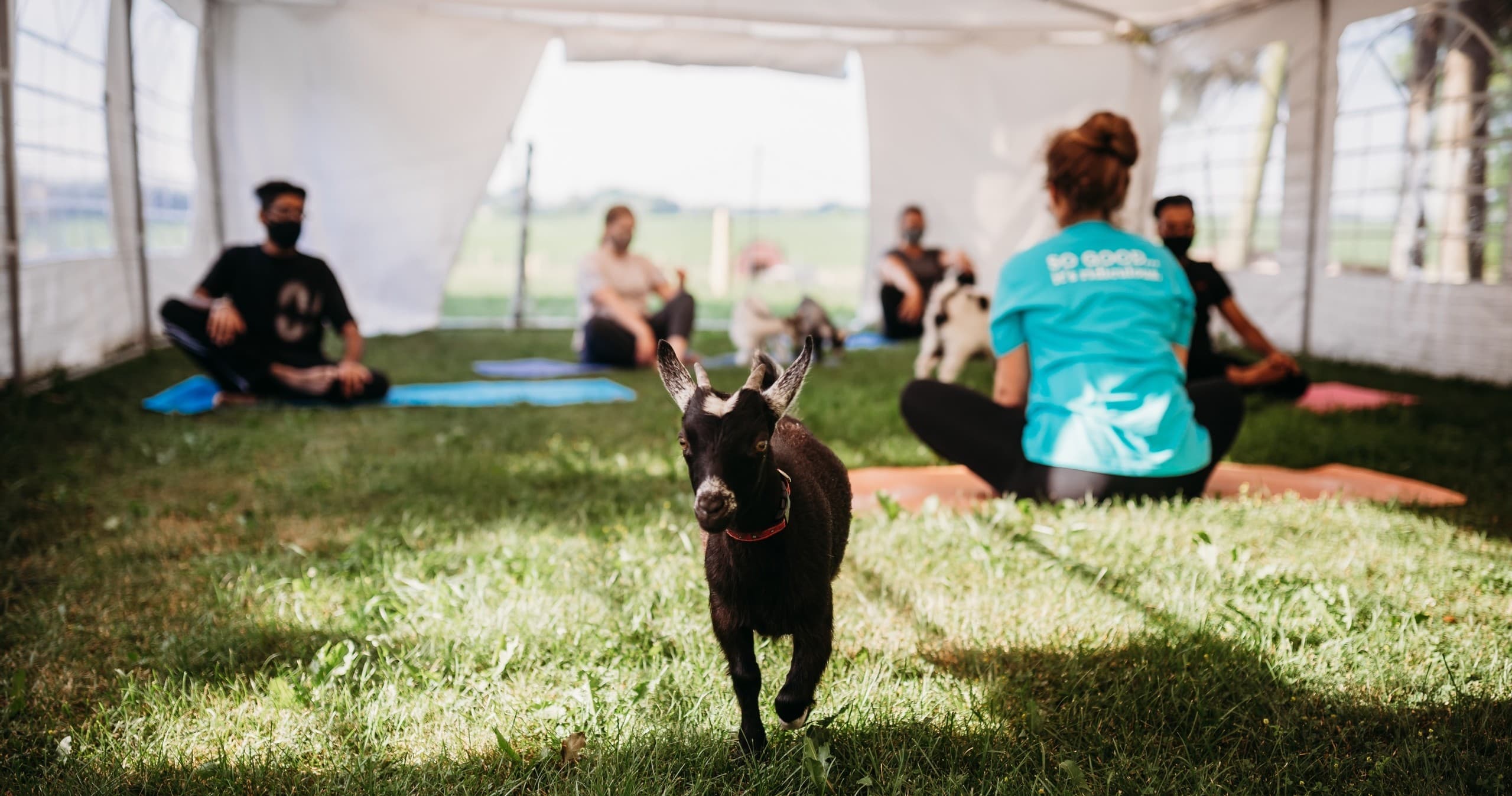 Goat Yoga Fun with Udderly Ridiculous in Bright, Ontario