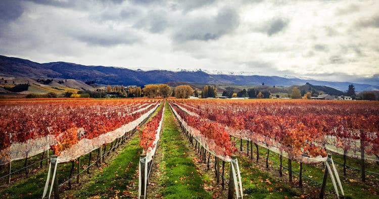 Autumn vineyard rows with colorful leaves under dramatic sky