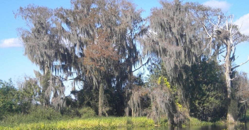 Spanish moss-draped cypress trees in Florida swamp landscape