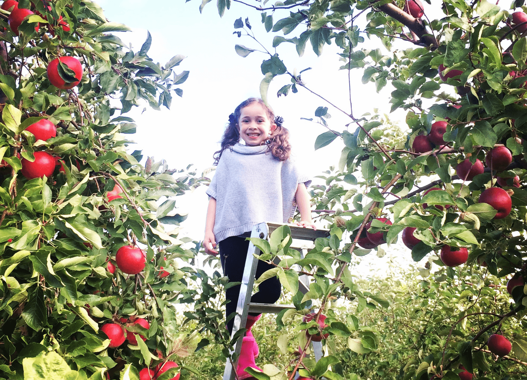 Apple Picking Adventures at The Campbell's Orchards