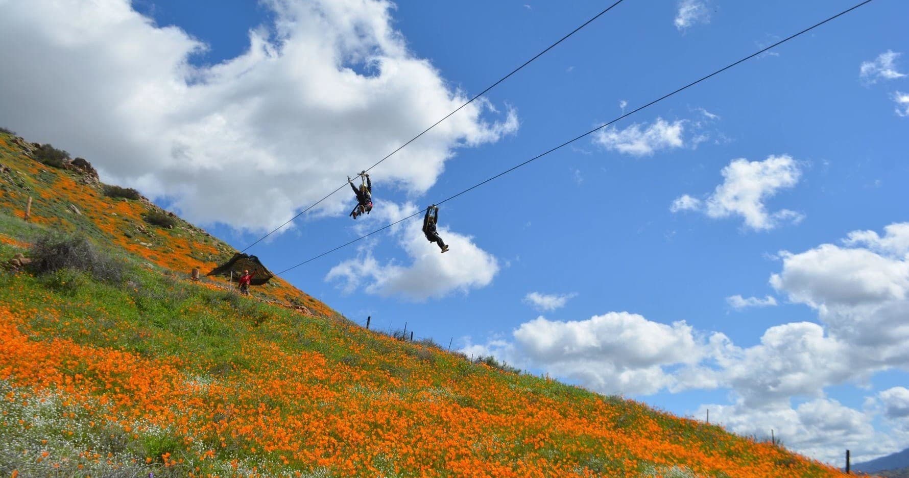 Two zipliners gliding above orange poppy fields and rolling hills