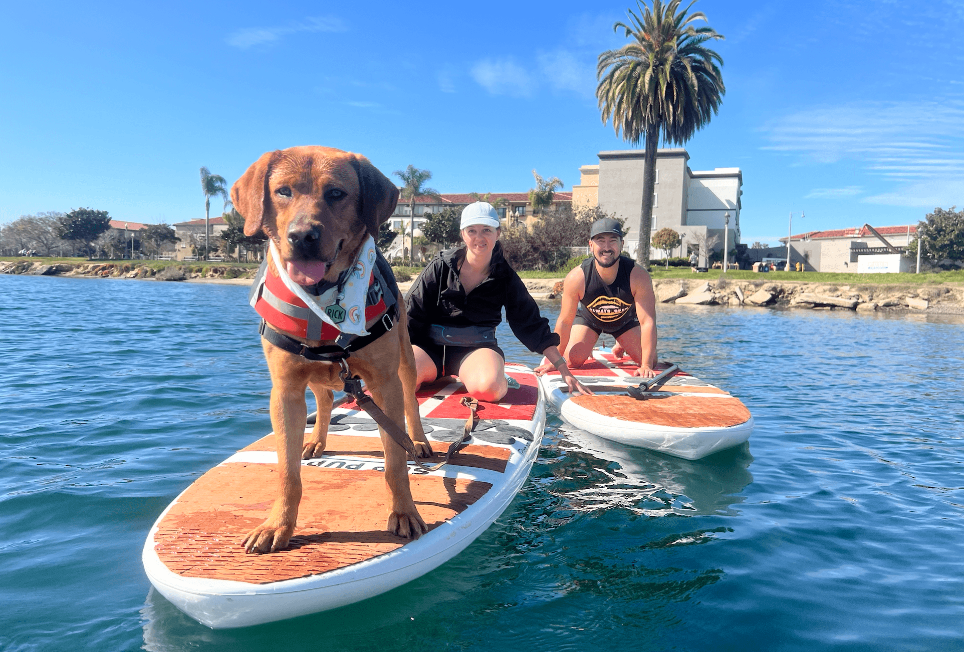 SUP Pups fleet