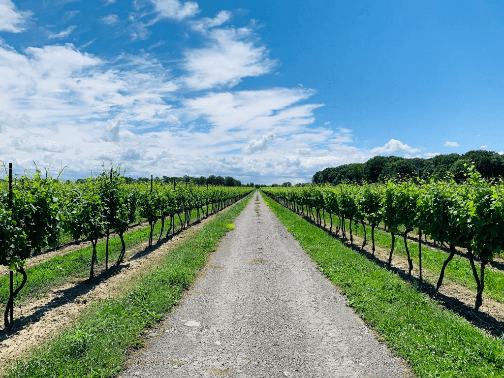Land Adventures at Hinterbrook Estate Winery