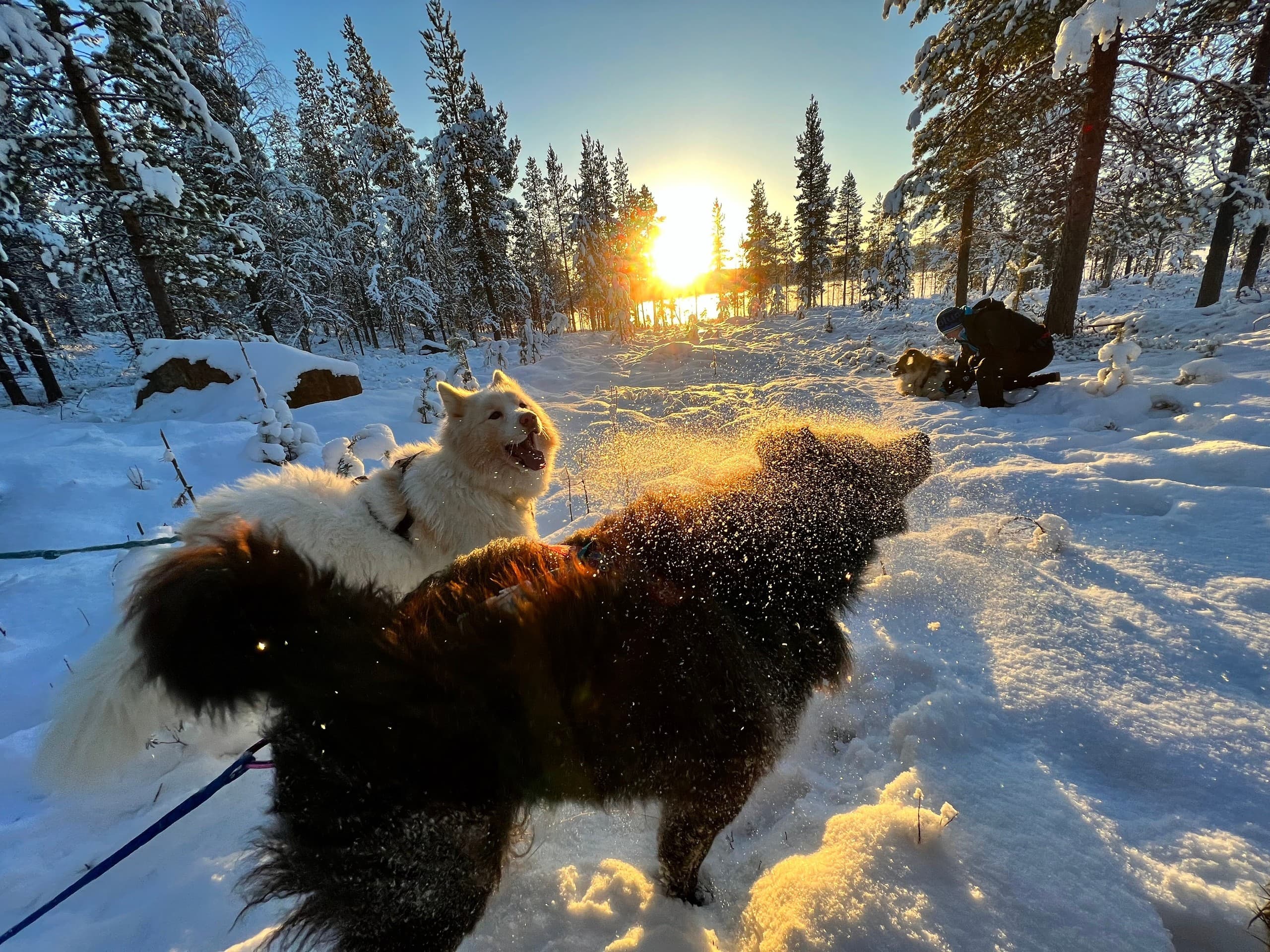 Night Walk with Taïmyr Dogs in Inari — Arctic Dog-Walking Under the Aurora photo 4