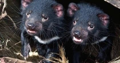 Wildlife & Wilderness Adventure with Premier Travel Tasmania