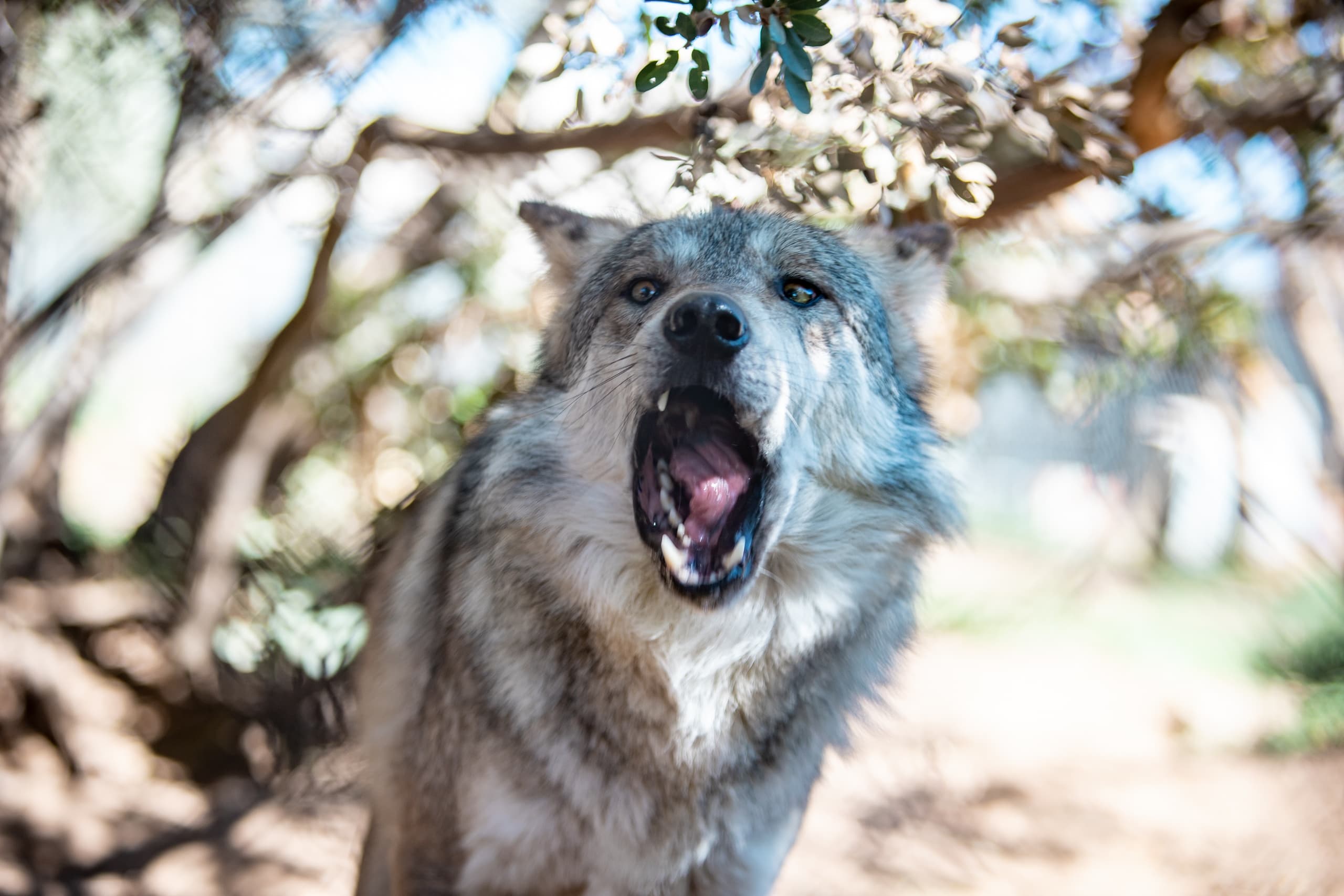 Wildlife & Conservation Tour at California Wolf Center