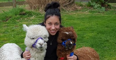 Land Adventures at Cornerstone Alpaca Farm: A Unique Experience