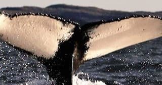 Close-up humpback fluke emerging from ocean during whale watching