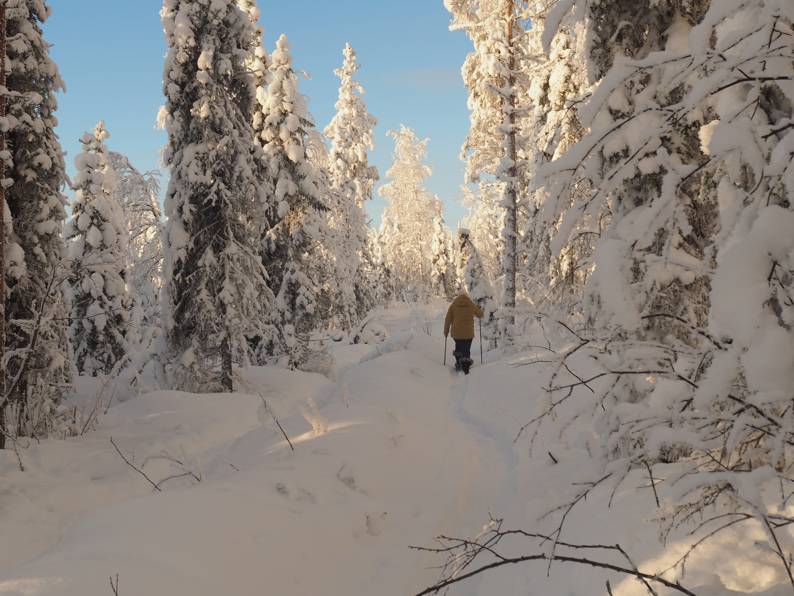 Snowshoeing and Sled Dogs on Lake Äläjärvi: Family-Friendly Winter Walks from Talvenmaa