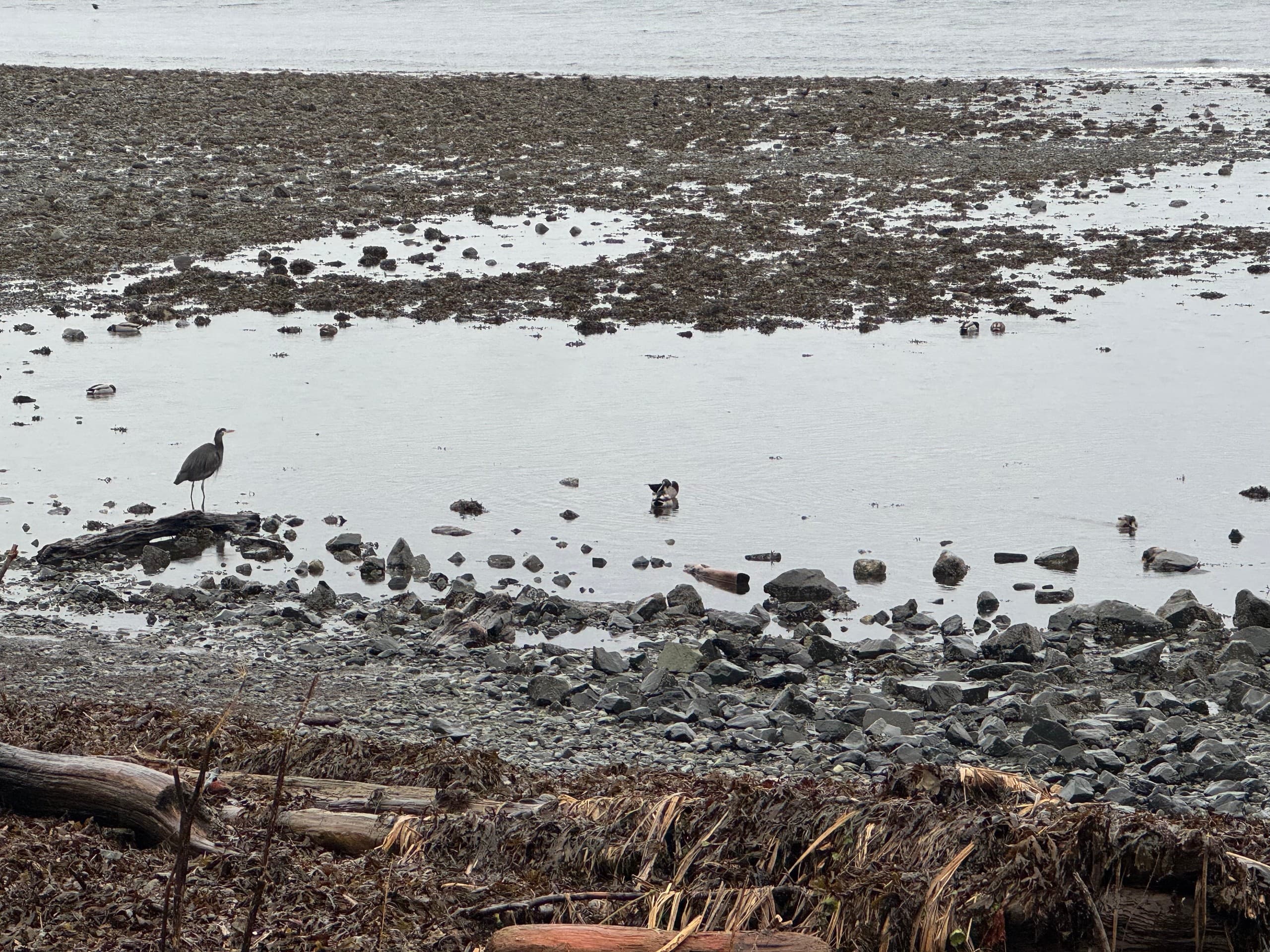 Rainforest Trails and Bear Country: Guided Hikes with Private Tours in Sitka, Alaska photo 4