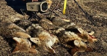 Coyotes laid out after predator-control hunt on prairie land