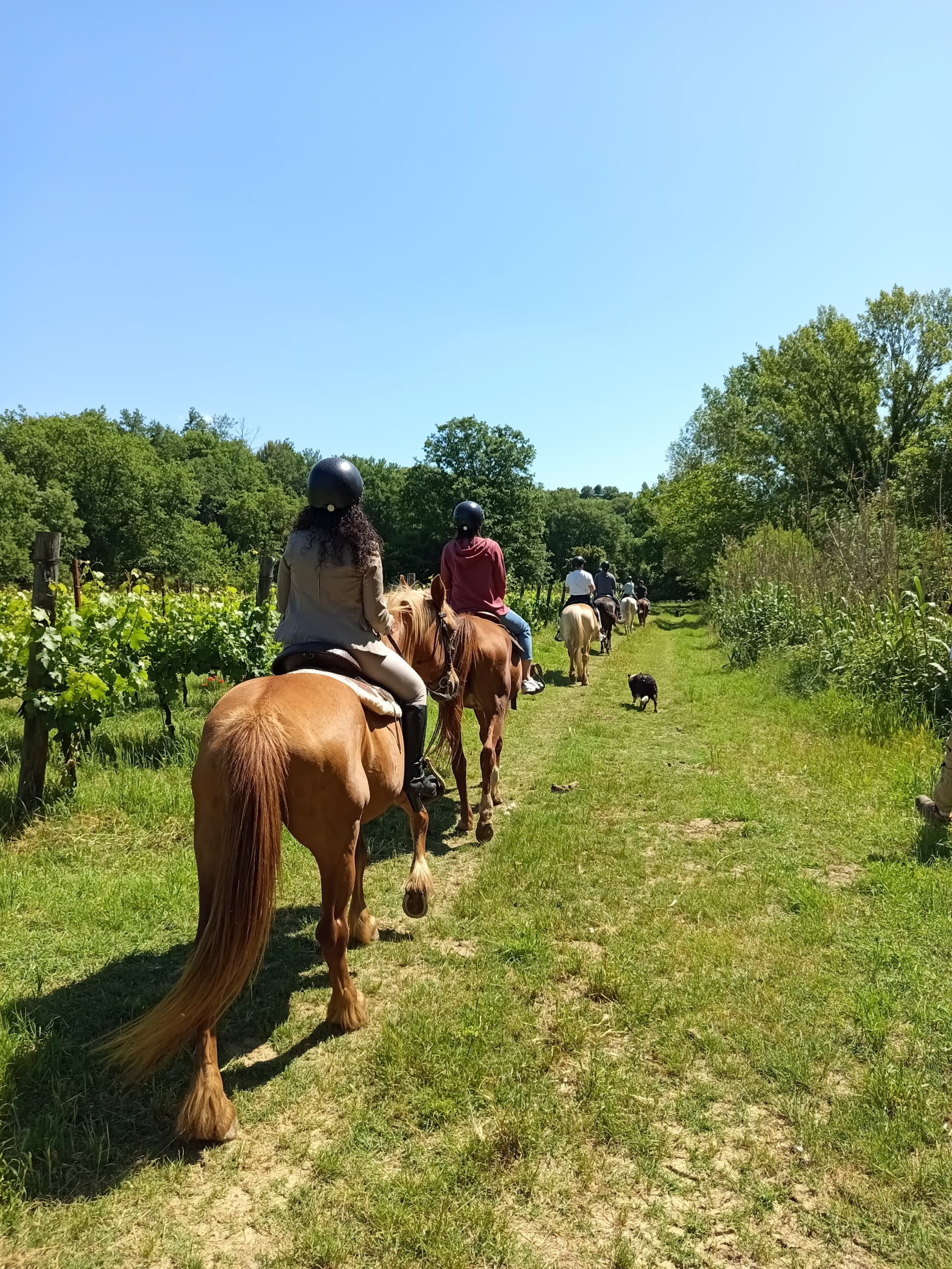Horseback Ride & Sunset Tasting — Horses, Vineyards, and Chianti Light