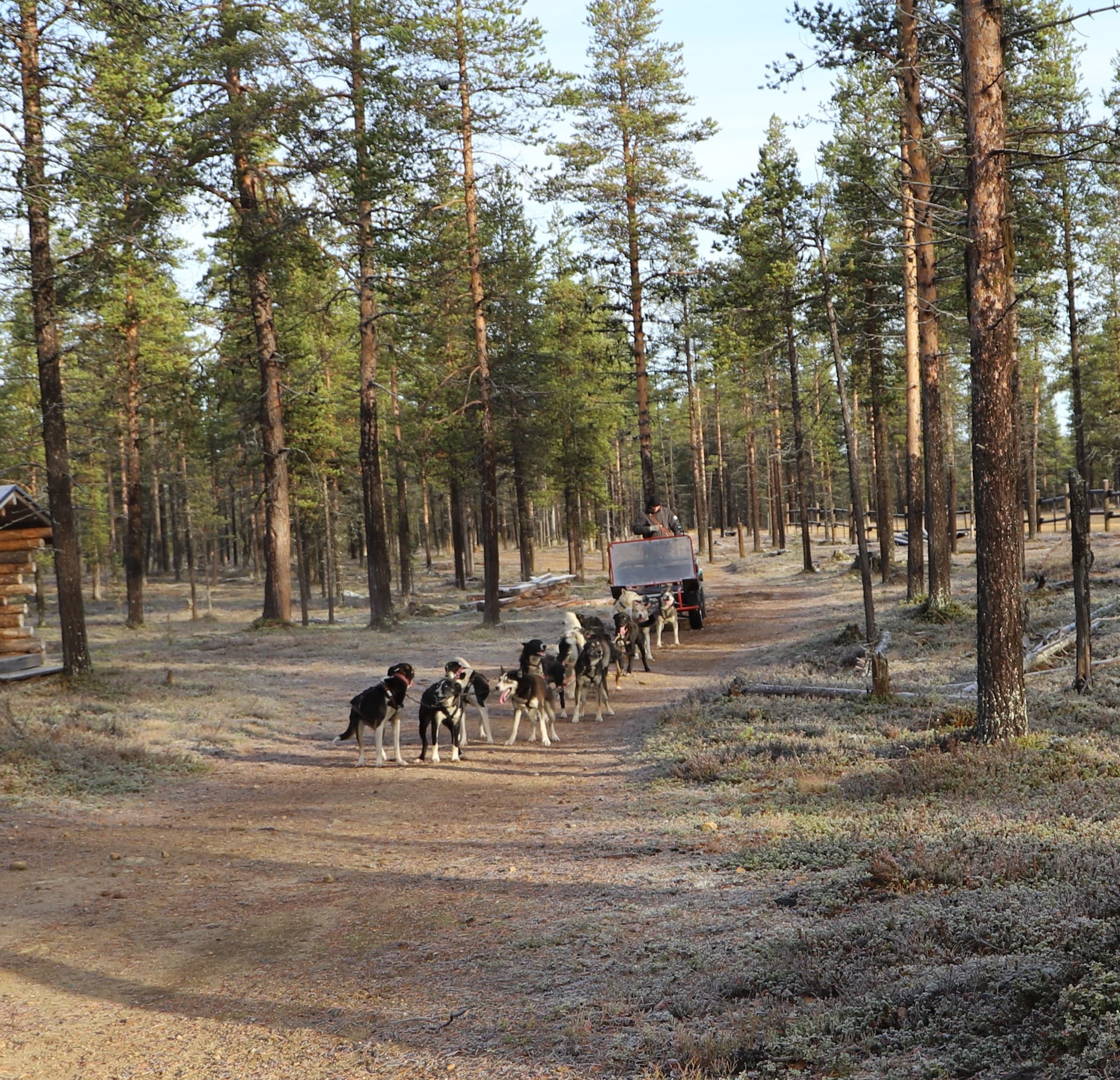 Winter Wildlife & Husky Safari at Kakslauttanen