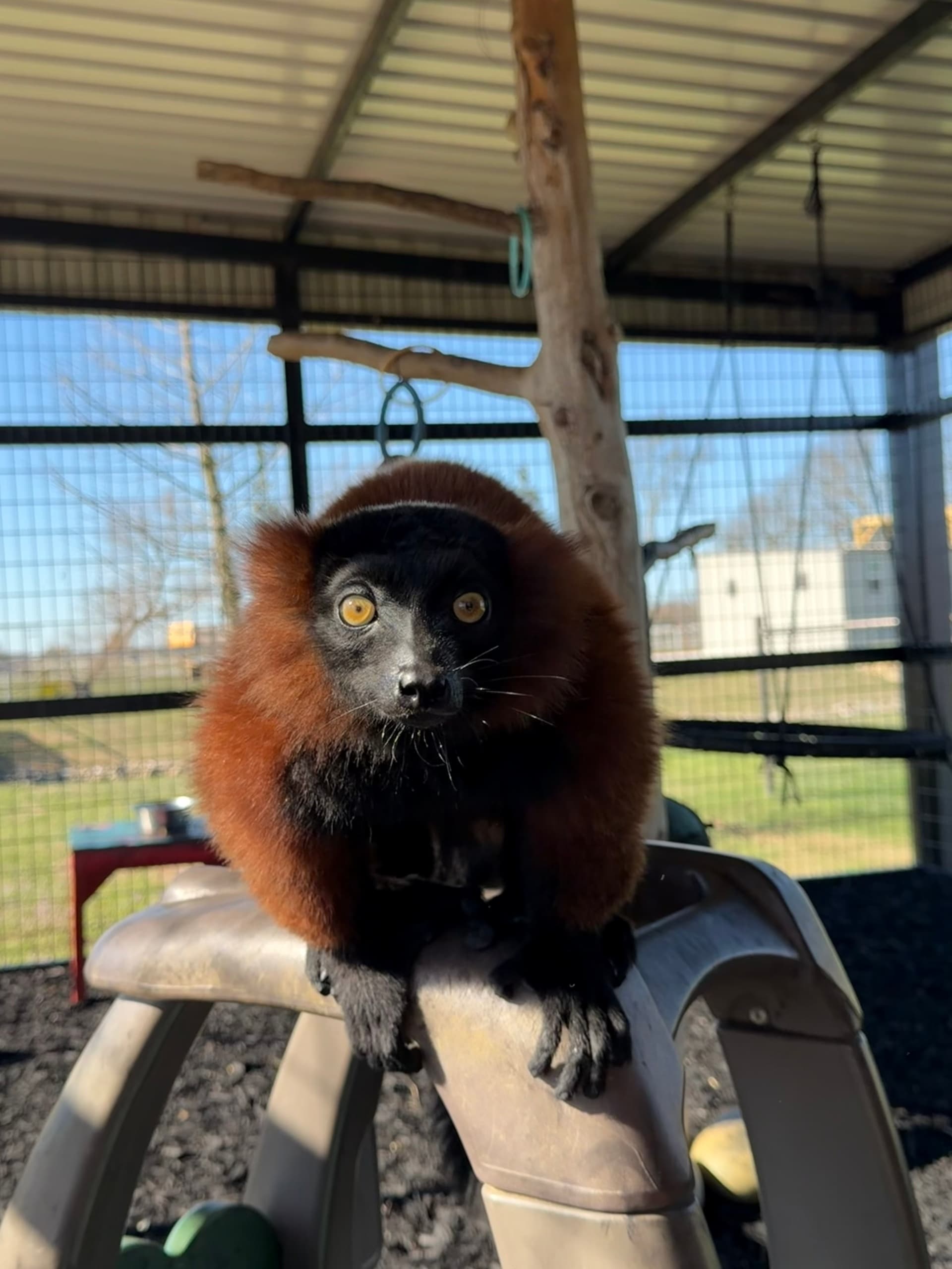 Red Ruff Lemur Encounter: Hands-On Ringtail Experience in Bonham, Texas