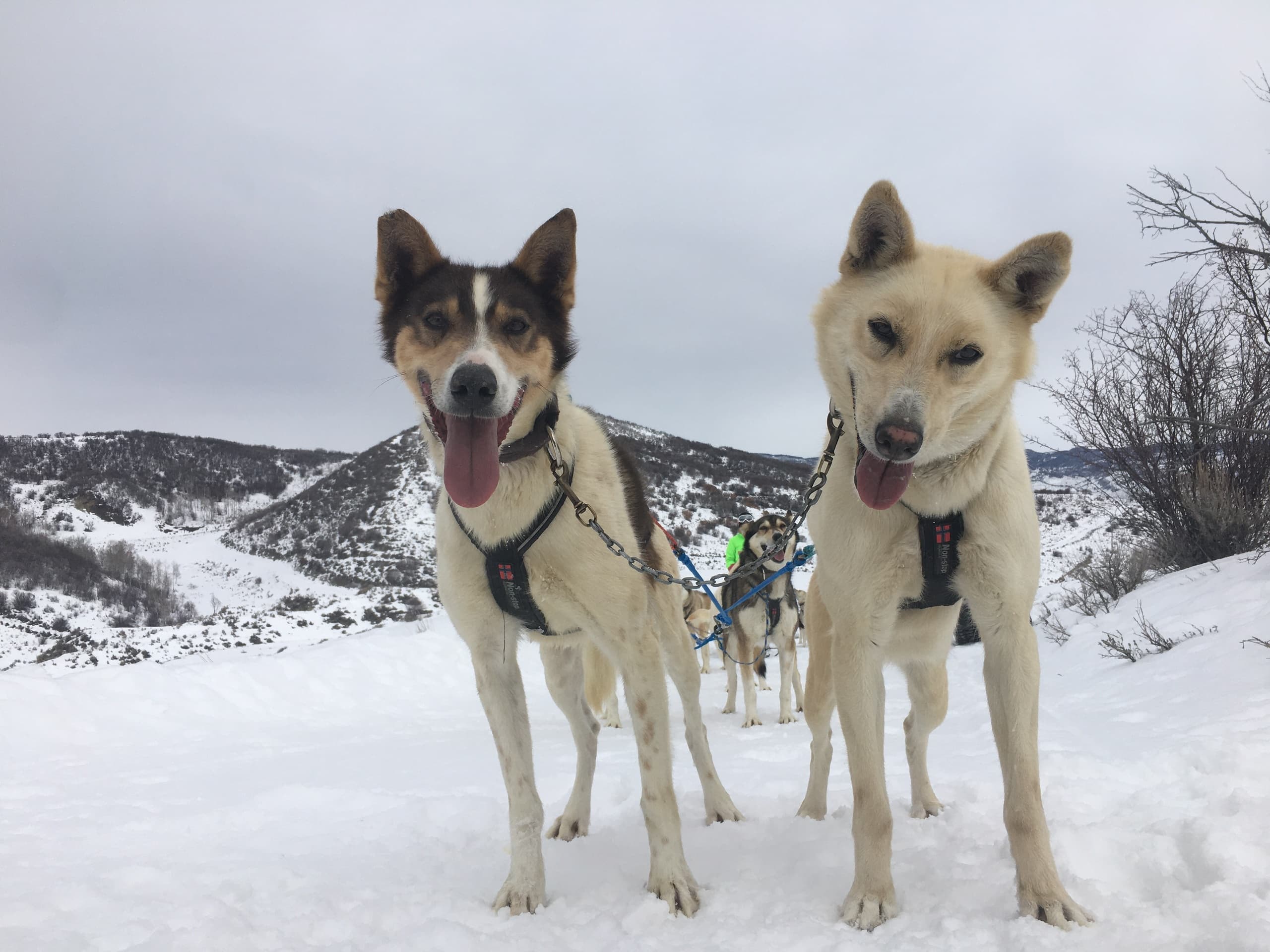 Grizzle-T Dog & Sled Works fleet