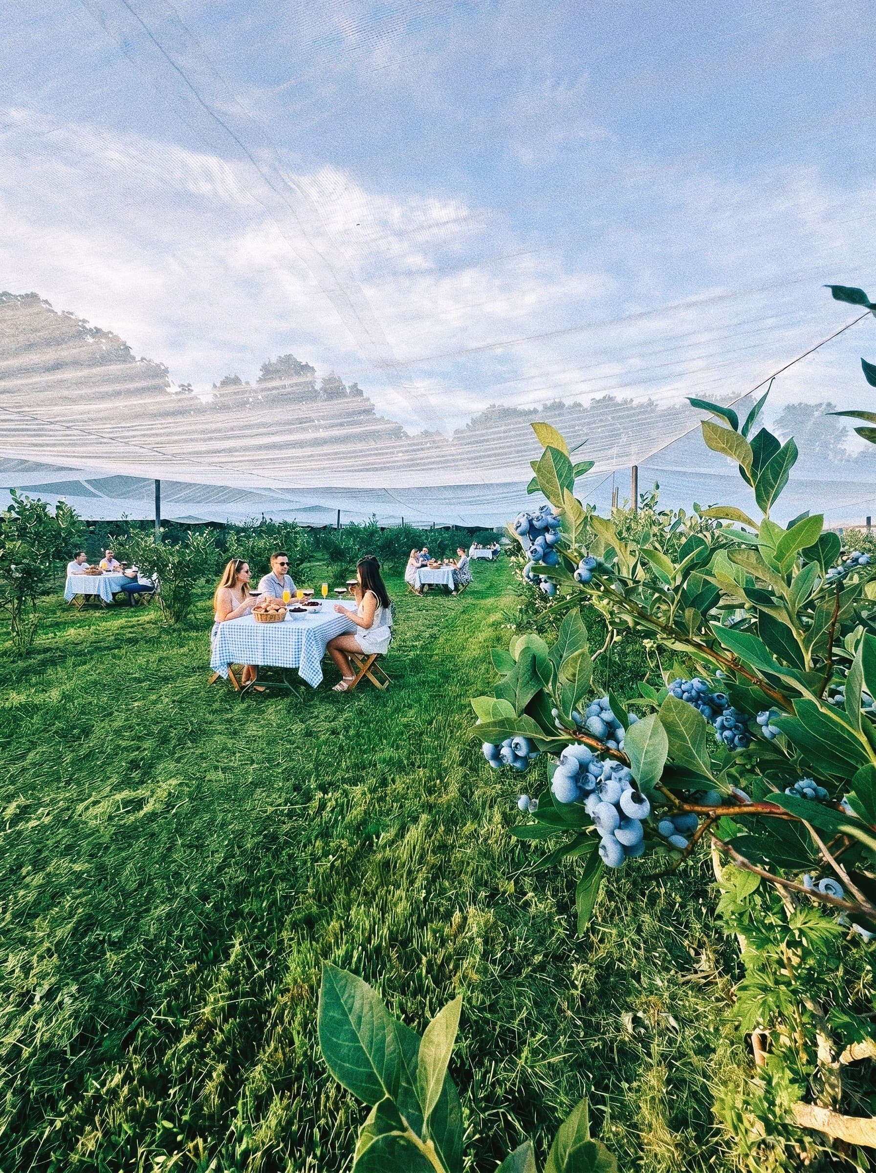 Blueberry Brunch at Brown’s Harvest: Pick, Sip & Savor in Windsor, CT