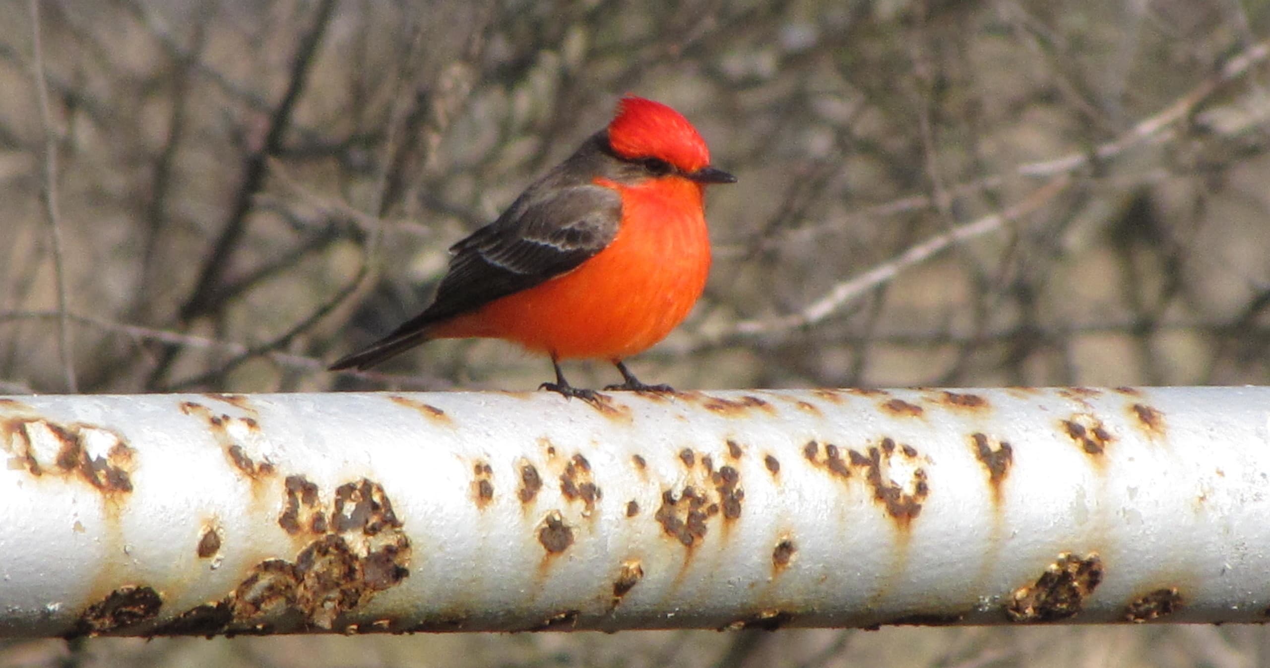 Birding & Wildlife Tour at King Ranch in South Texas