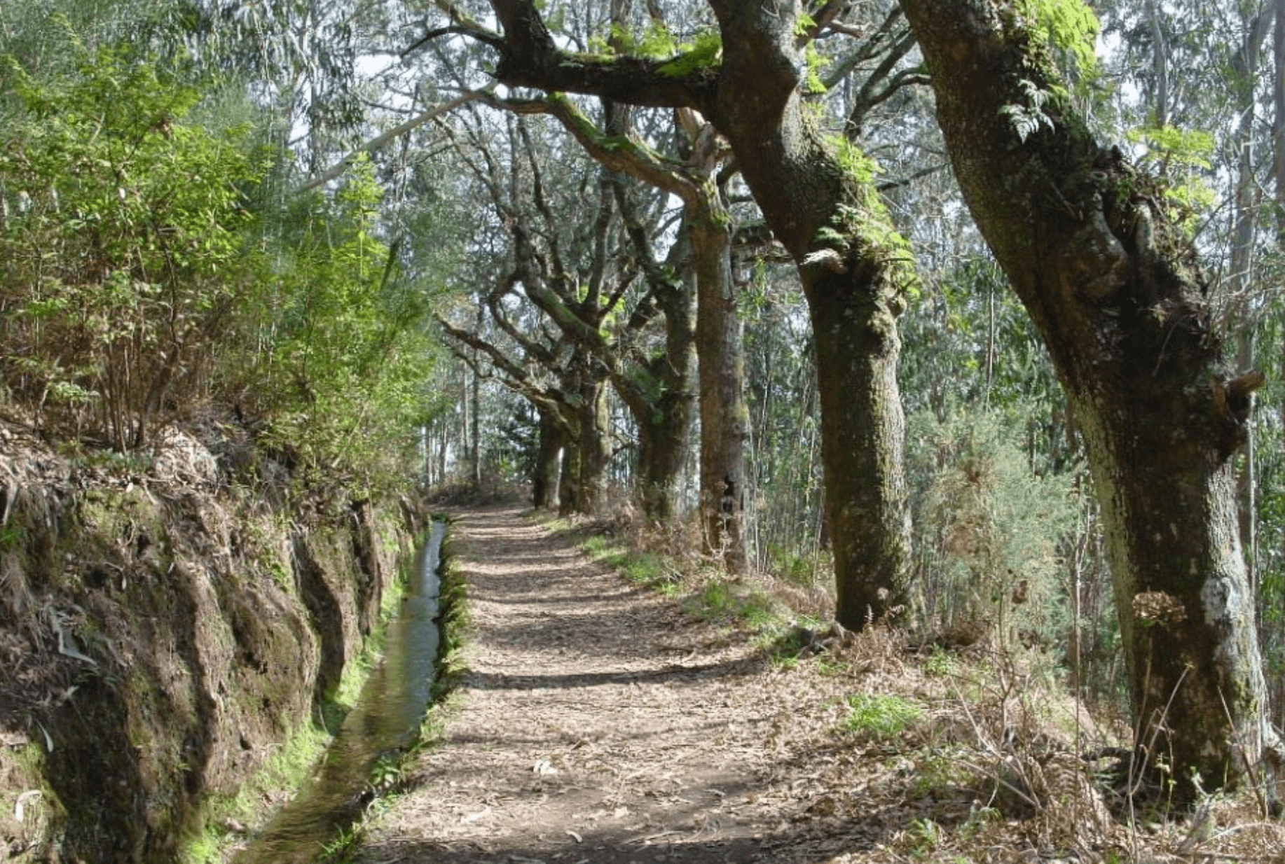 Hiking Adventure at Levada da Serra do Faial with MB Tours