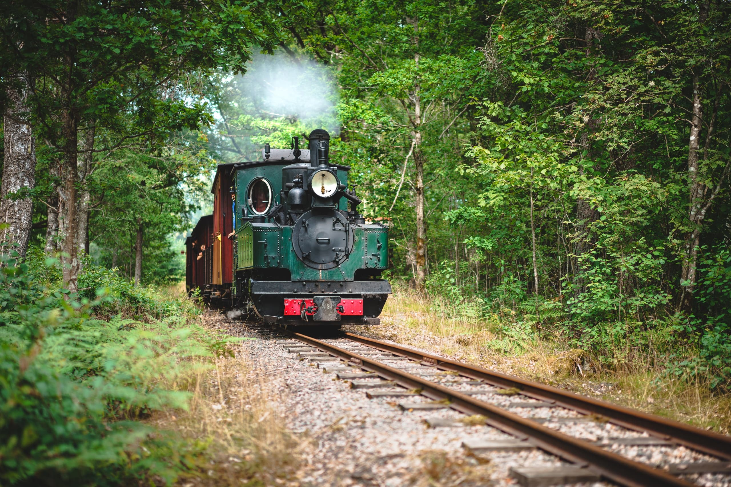 Front-facing green steam train approaching along woodland railway
