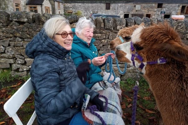 Alpaca Meet & Feed at Rustic Retreats near Matlock