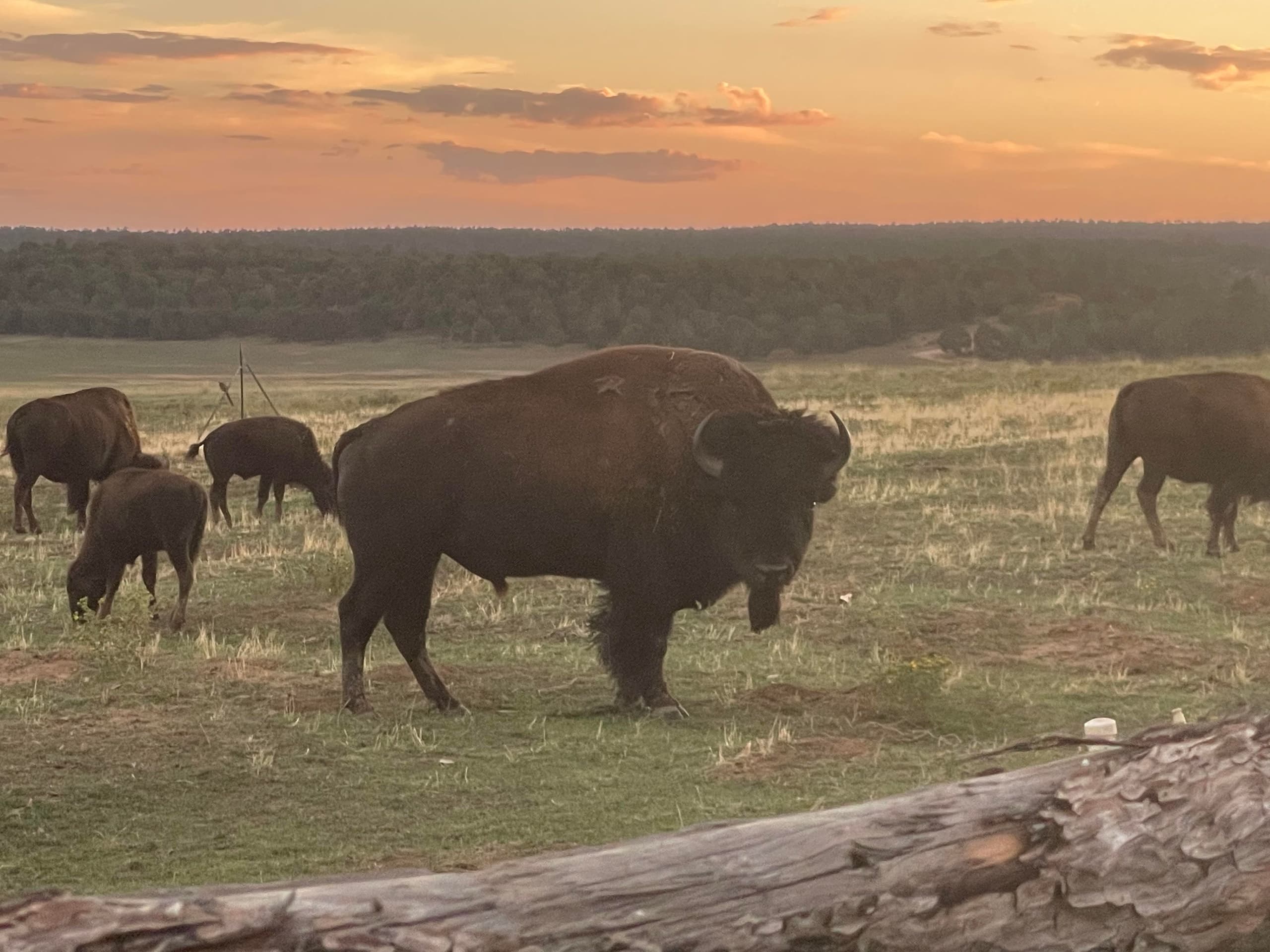 Bison Feeding Wagon Ride Adventure in Mount Carmel, Utah