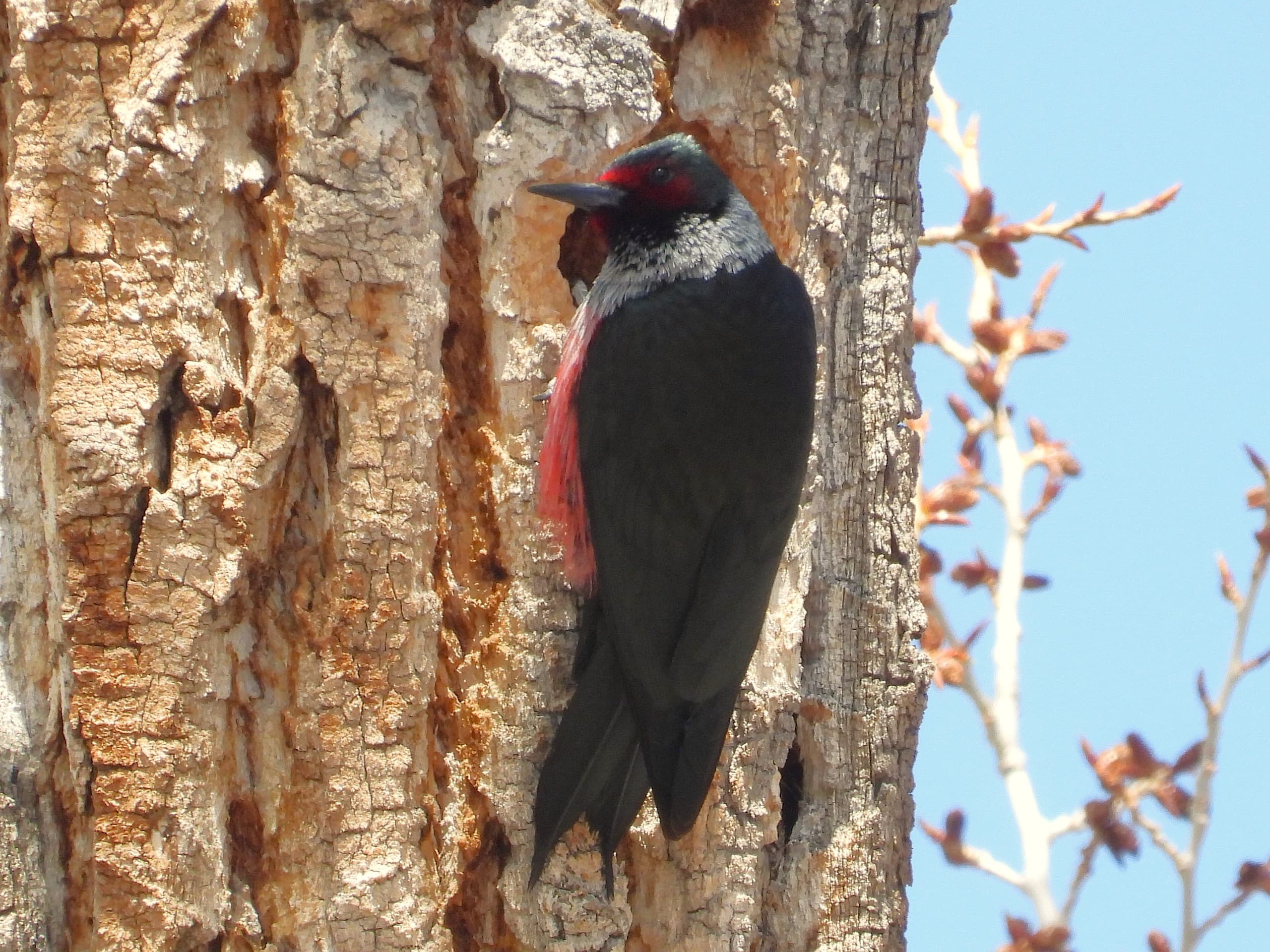 Custom Full-Day Birding and Wildlife Tour from Denver — Tailored Front Range Nature Trips