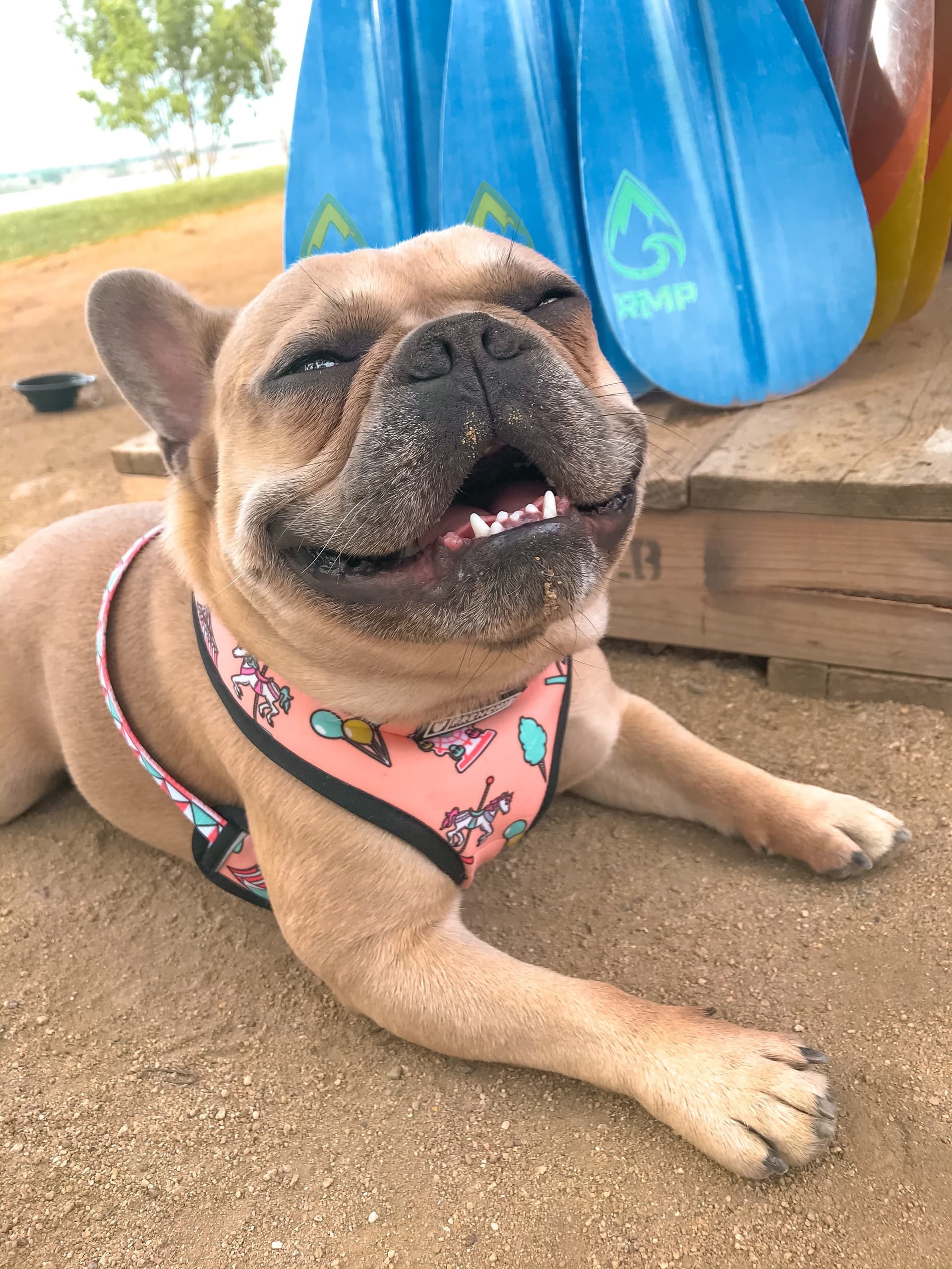 Dog Paddle Adventure in Greenwood Village, Colorado