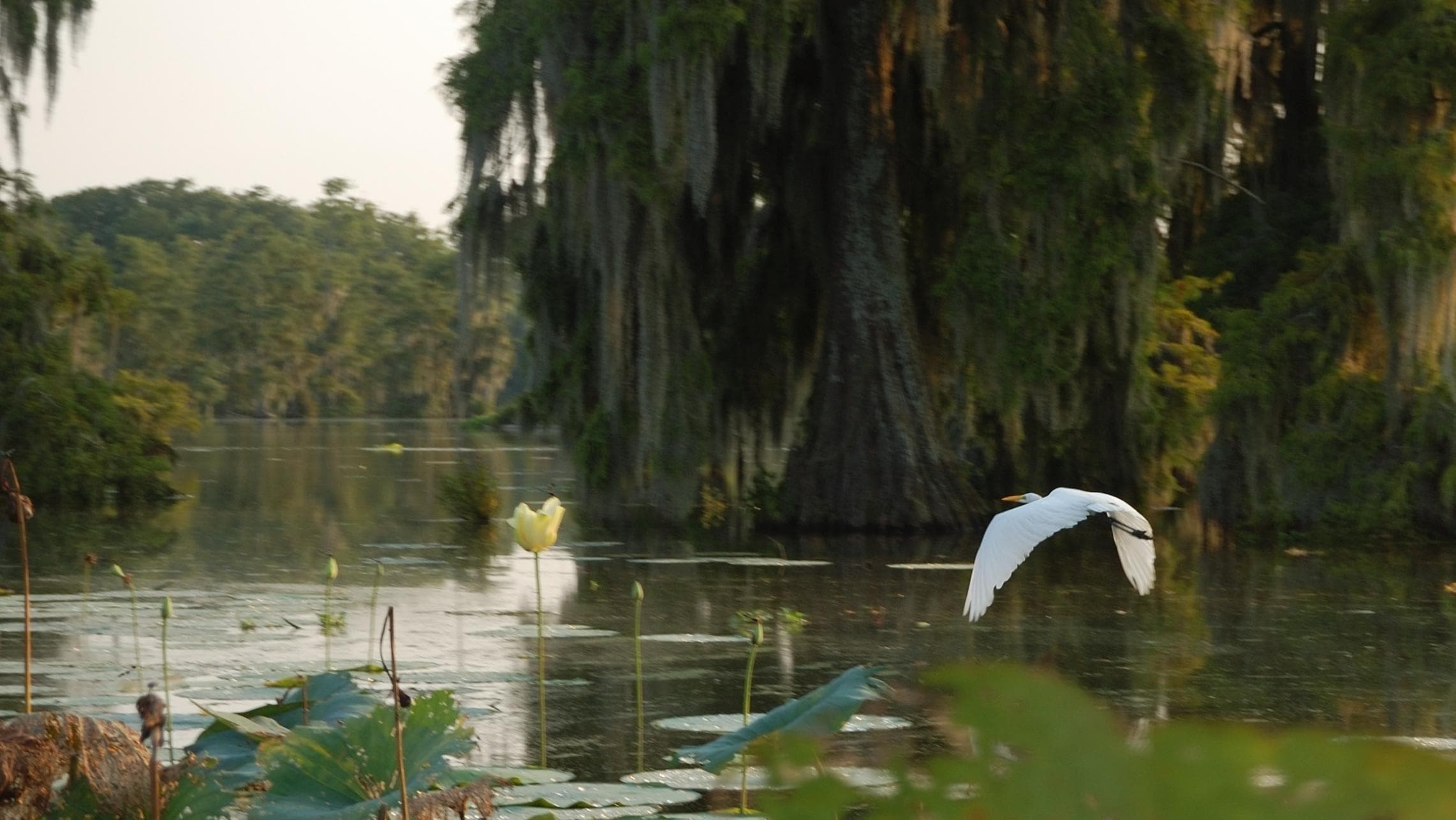 Swamp Boat Tour with Crescent City Tours, Louisiana photo 1