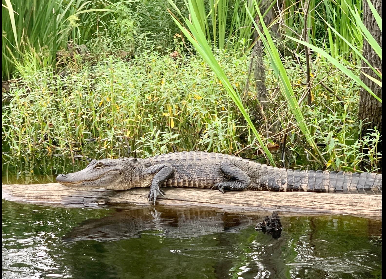 Bayou Classroom: Coastal Wetland Wildlife Tour from Chalmette photo 4
