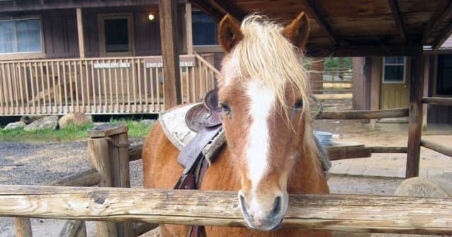 Enchanting Pony Rides for Kids Under 6 at Jackson Stables in Estes Park