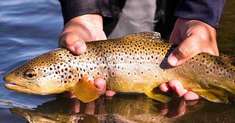 Close-up brown trout held over reflective river water