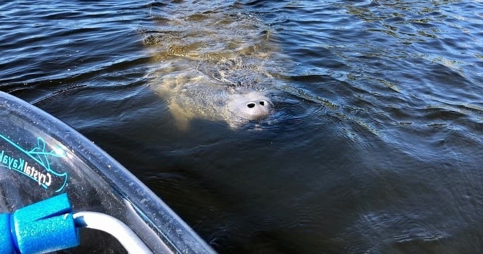 Clear Kayak Manatee Tour with Get Up and Go Kayaking