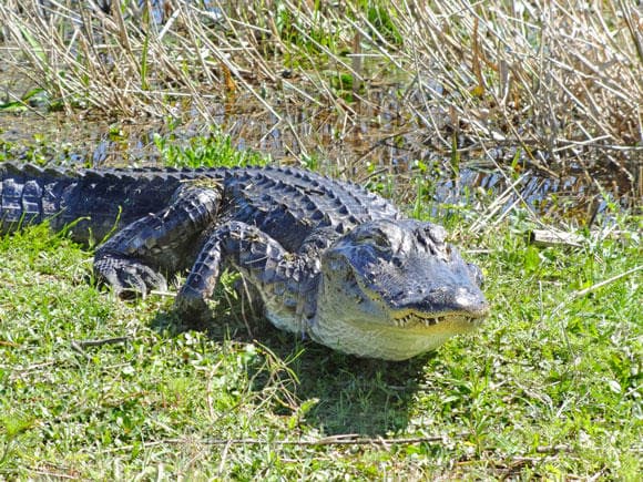 American alligator basking in marsh grasses in Everglades wildlife habitat