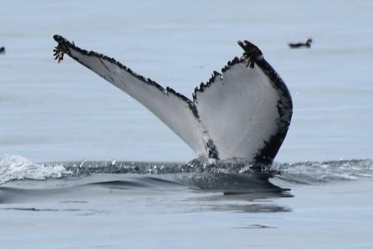 Wildlife Tour Adventures with Dingle Dolphin Boat Tours