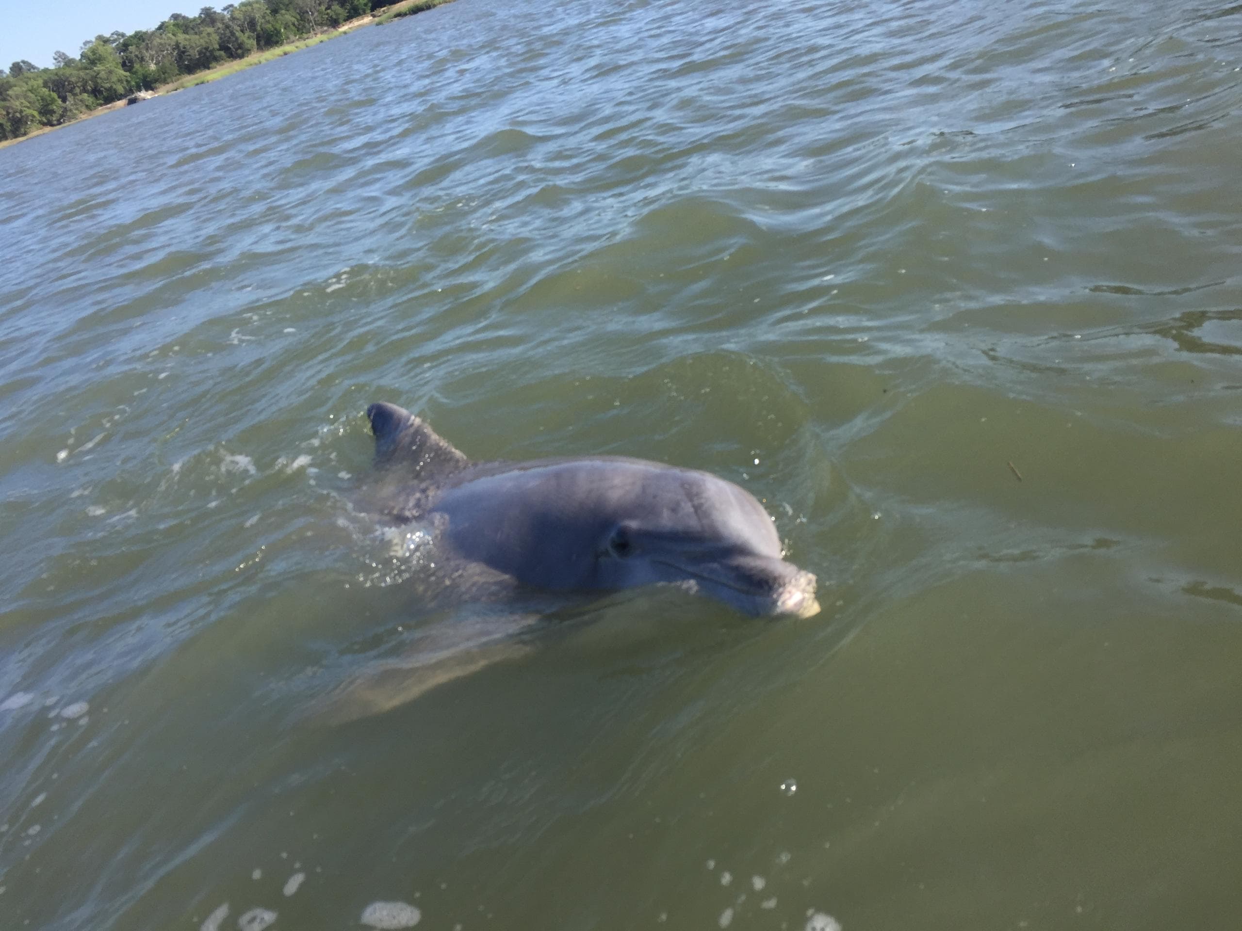 Explore Hilton Head Island's Disappearing Island on a Private Dolphin Tour