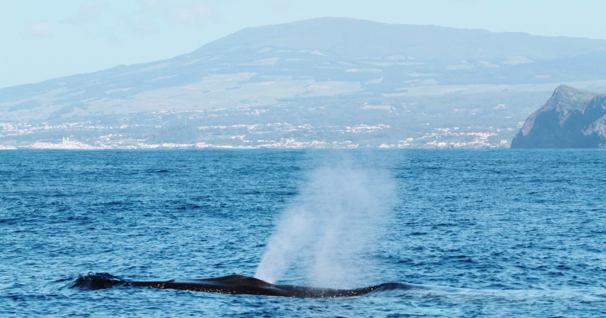 Whale spout near coastal island during eco whale watching