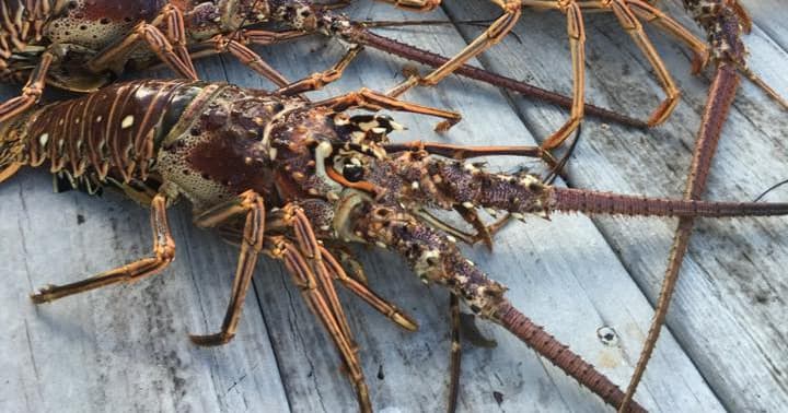 Lobster Snorkel Trips with Blu Dog Charters in Islamorada