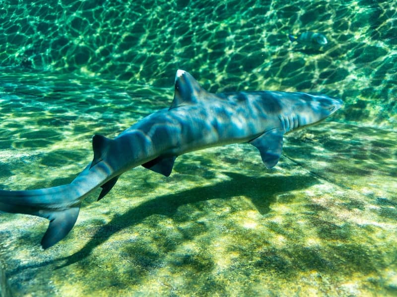 Reef shark swimming in clear tropical lagoon at Sea Life Park