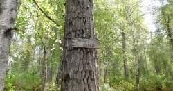 Secluded Forest Camping at Montana Creek Campground’s Camp Site 52