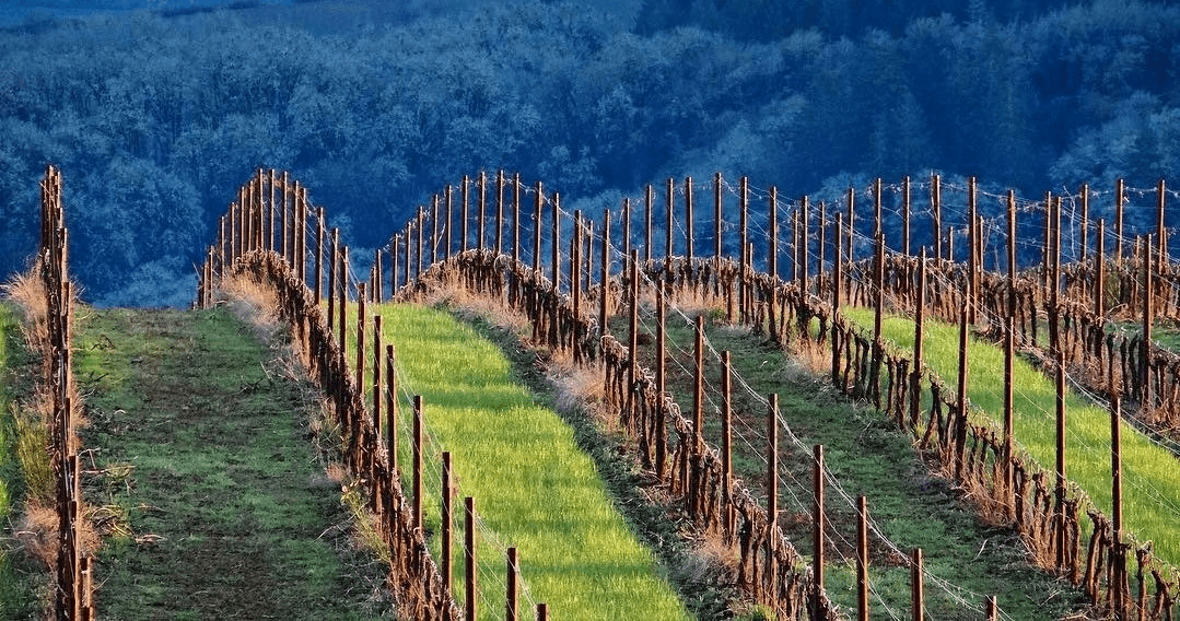 Private Customized Half-Day Willamette Valley Wine Maker Hosted Tour