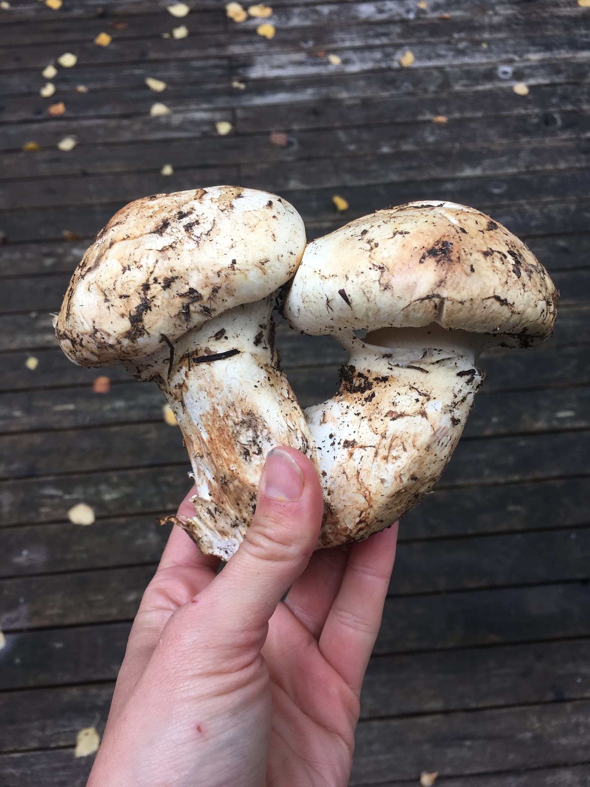 Foraging Mushrooms in Squamish: Guided Matsutake, Chanterelle & Porcini Foray photo 2