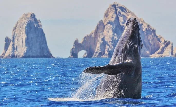 Whale Watching with Morcabo Tours in Los Cabos