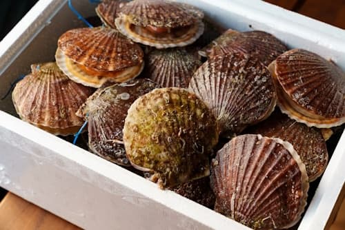 Homosassa Scallop Tours with Blue Heaven River Tours