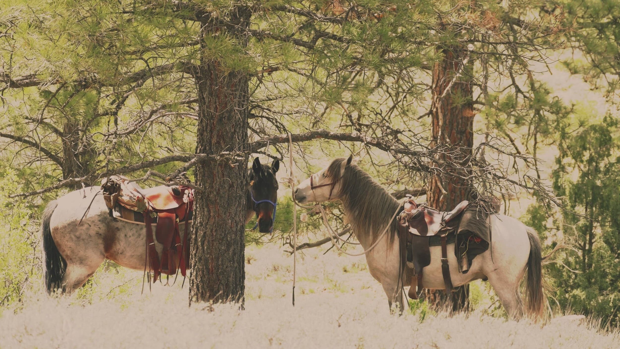 Dutton Creek Horseback Ride: Diamond Hitch Signature 90-Minute Trail in Pagosa Springs