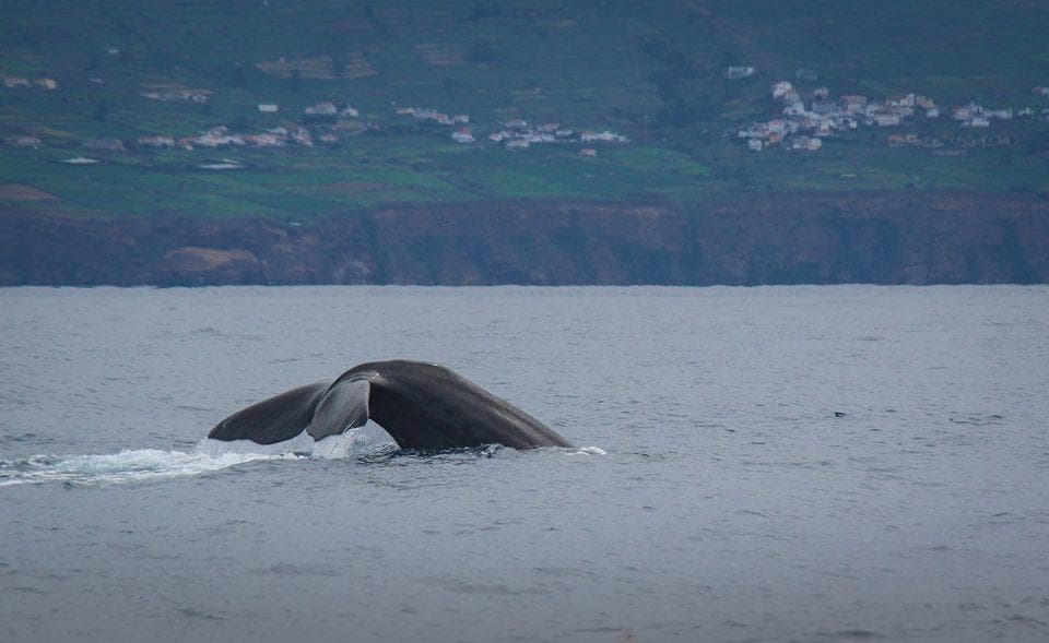 Humpback whale tail fluke surfacing near coastal headlands